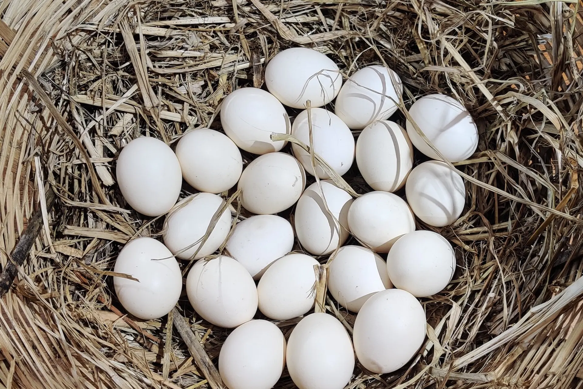 Eggs in a straw nest