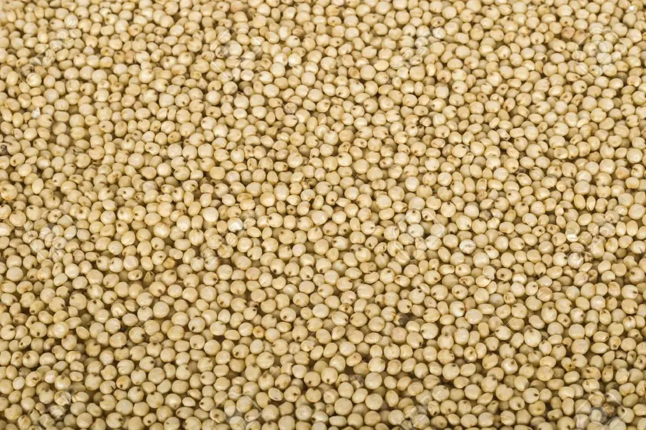 Sorghum